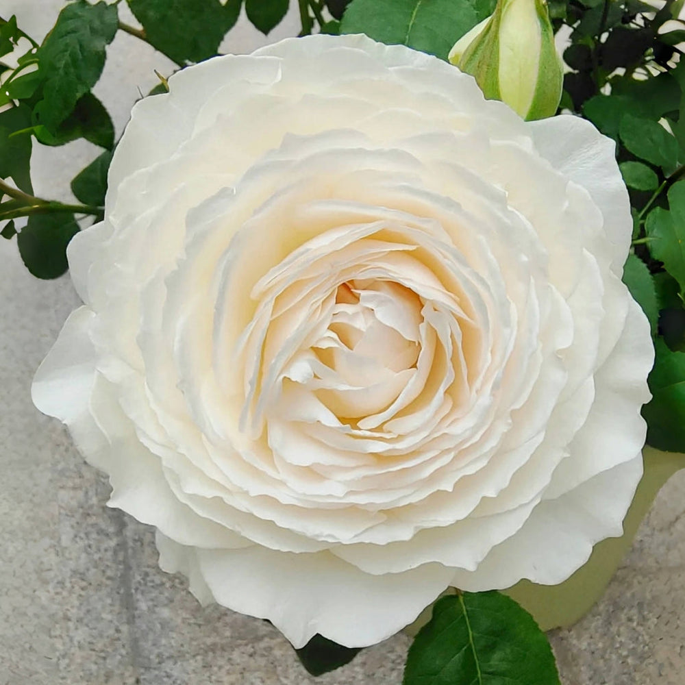 Princess Miyuki Rose