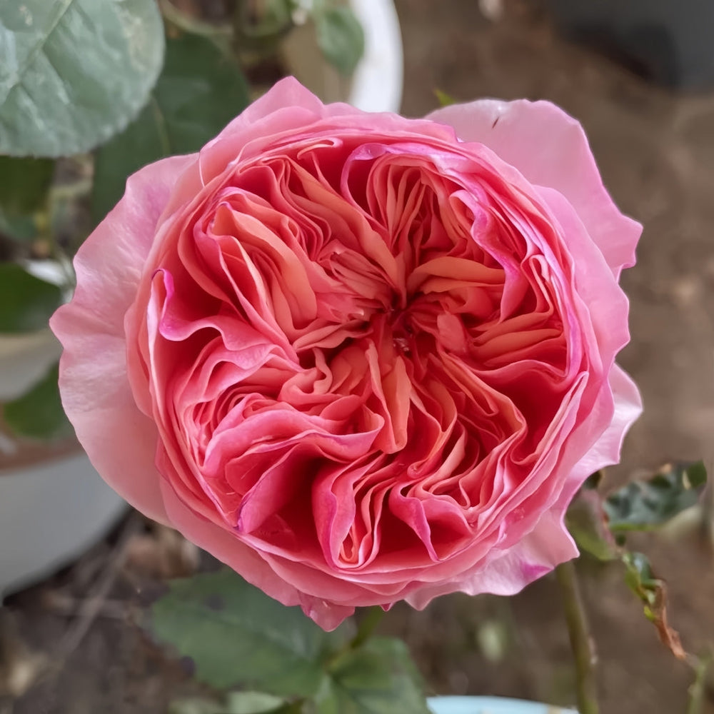 Romeo Rose