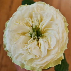 Solsbury Hilly Rose