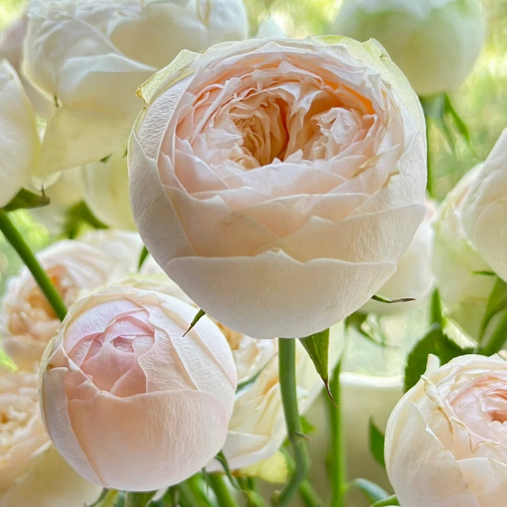Pinky Pie Rose