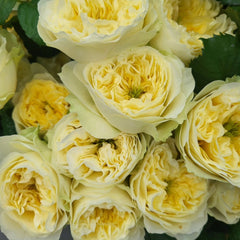 Solsbury Hilly Rose