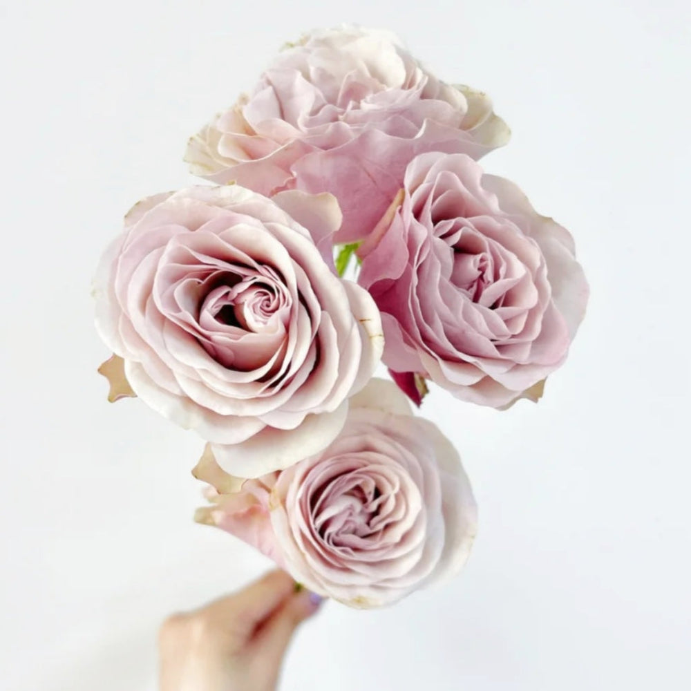 Bourbon Street Rose