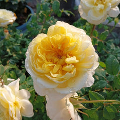The Poet's Wife Rose