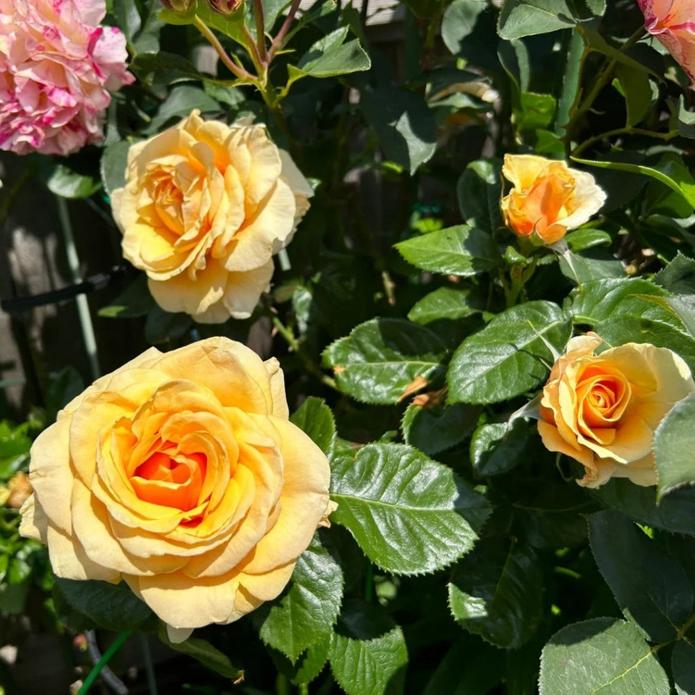 St.Tropez Rose