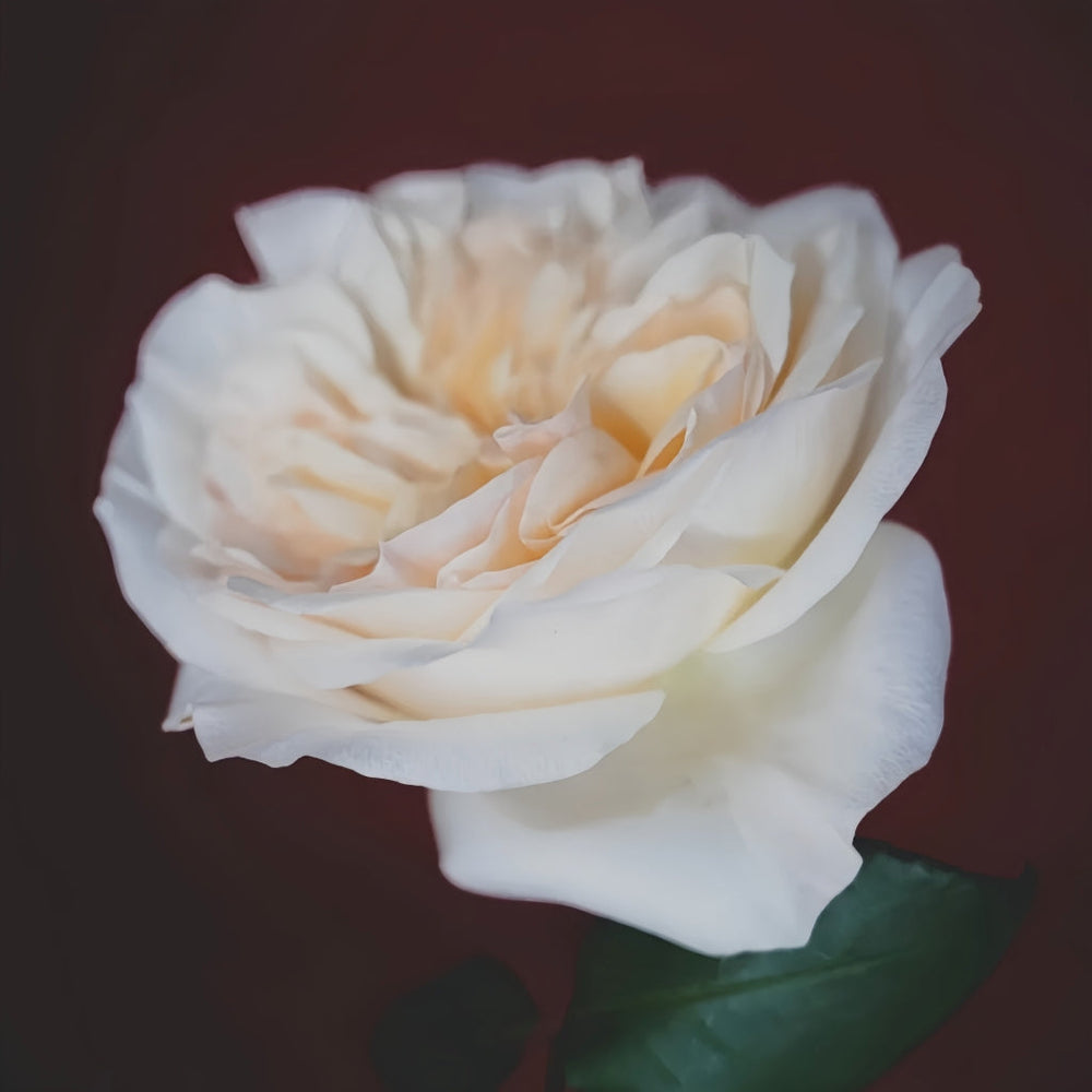 Bessie Rose