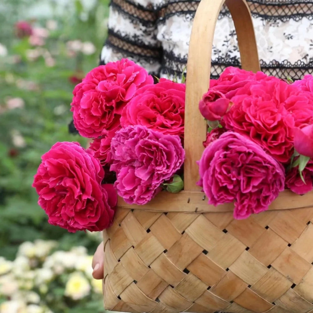 Falstaff Rose