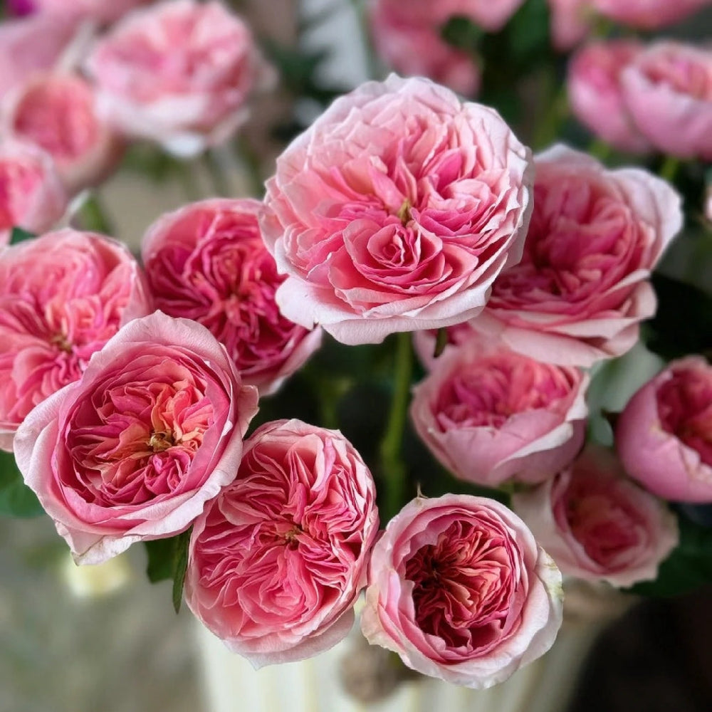 Romeo Rose