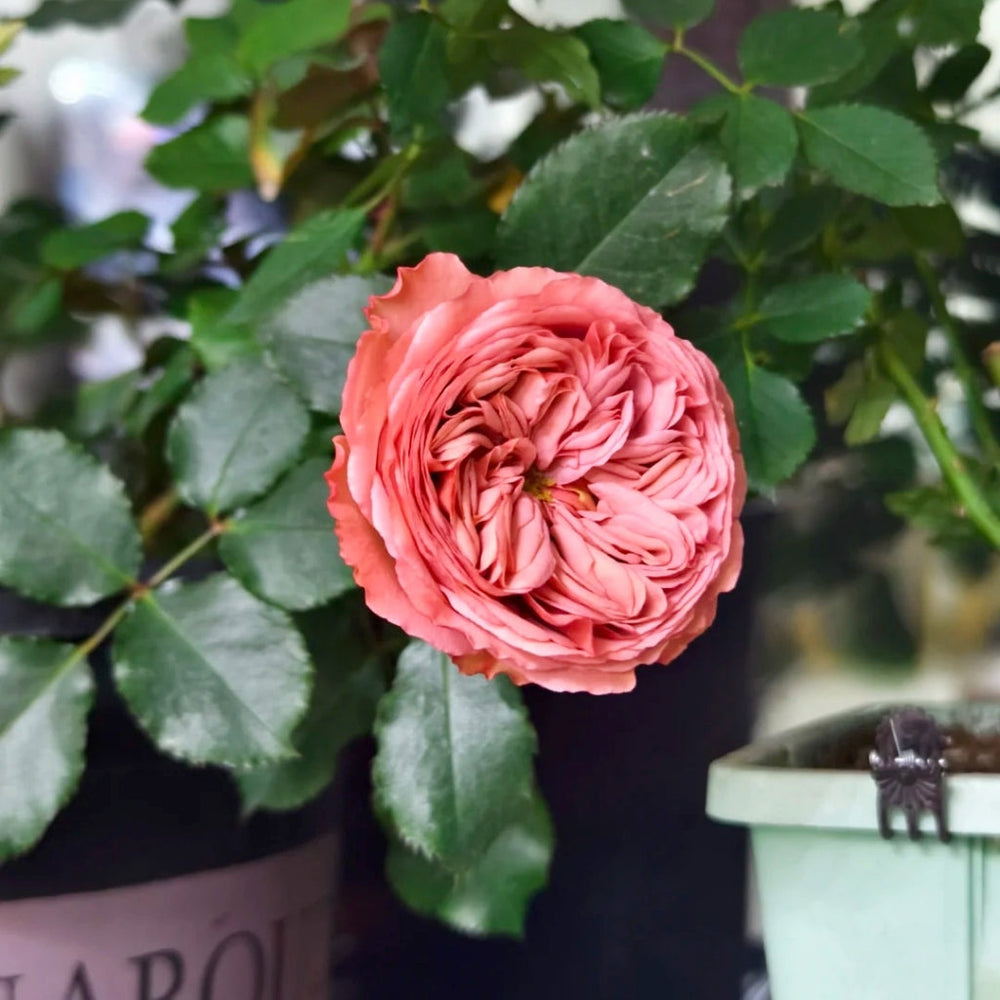 Bella Trendsetter Rose