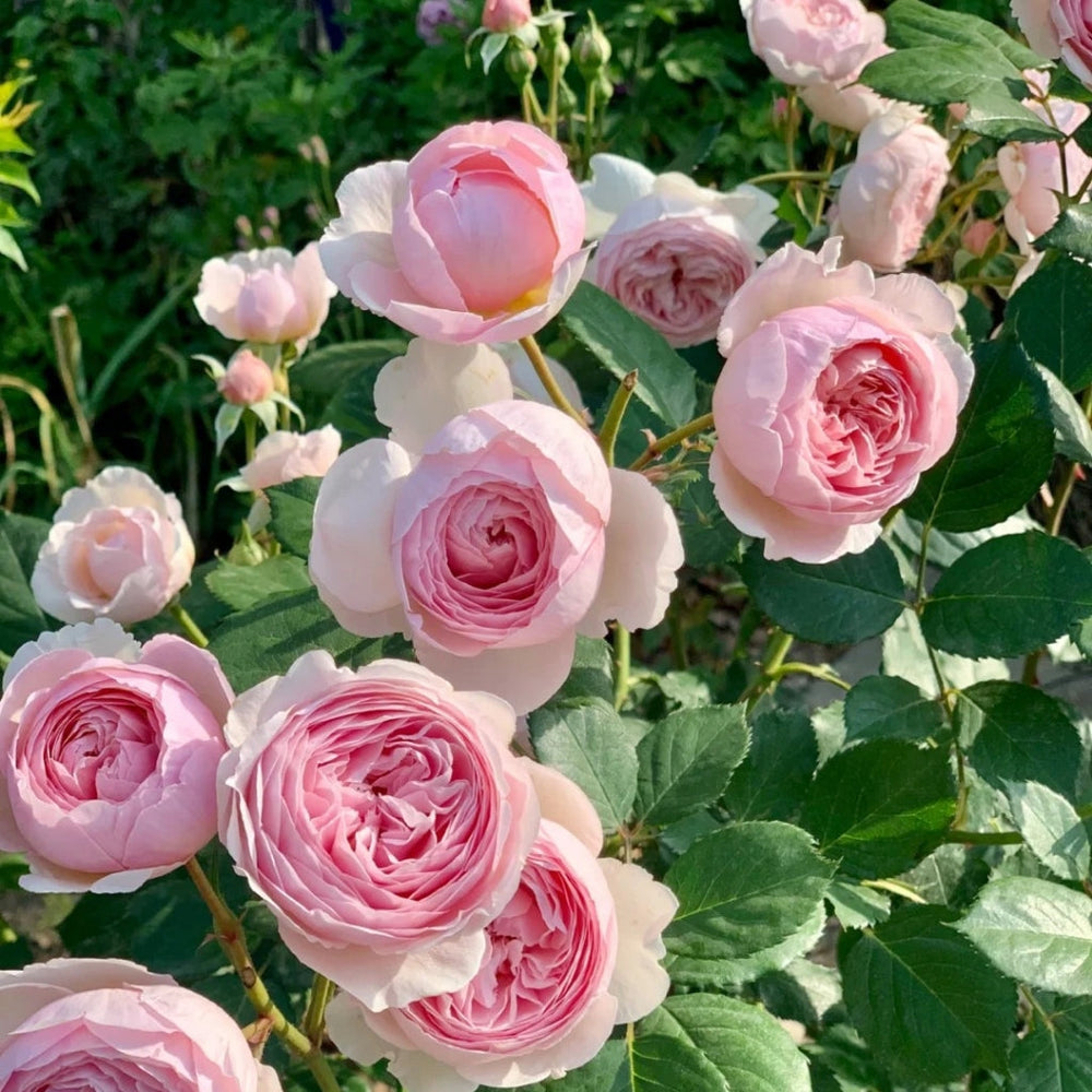 Geoff Hamilton Rose