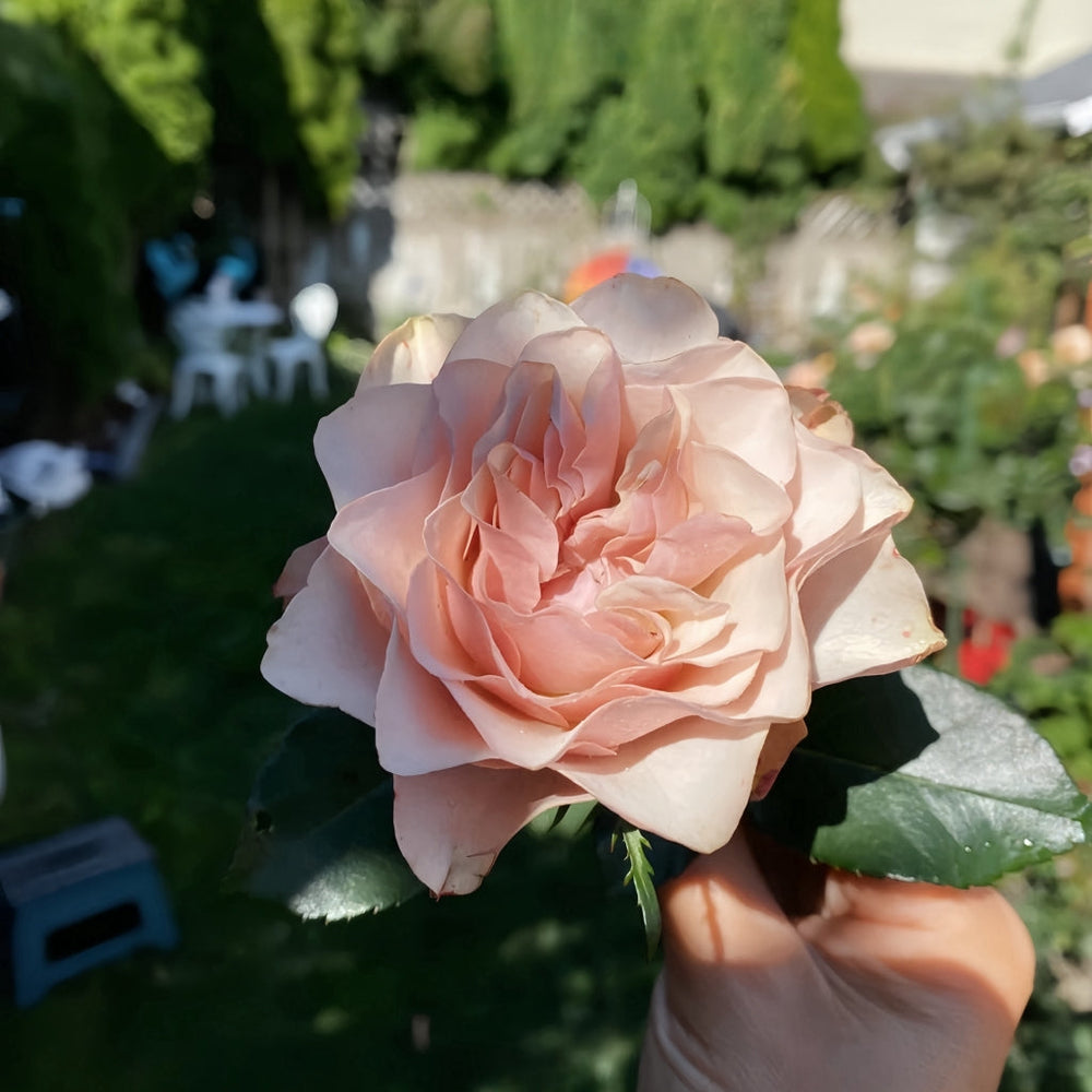 Bourbon Street Rose
