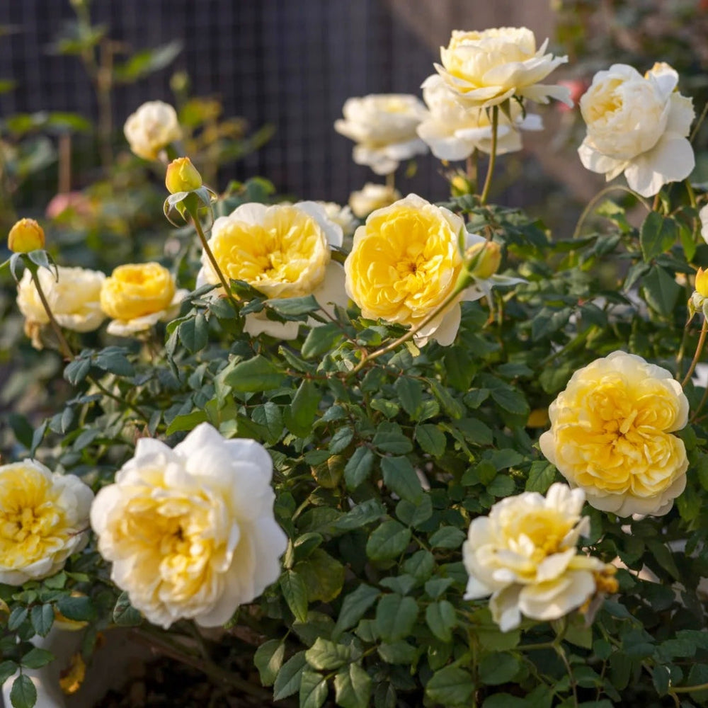 The Poet's Wife Rose