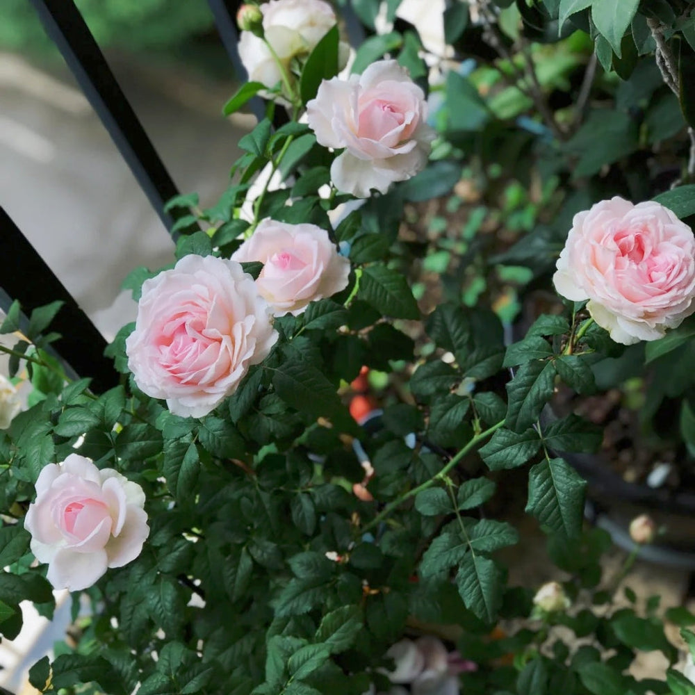 Yves Wedding Box Rose