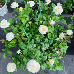 Purity Rose