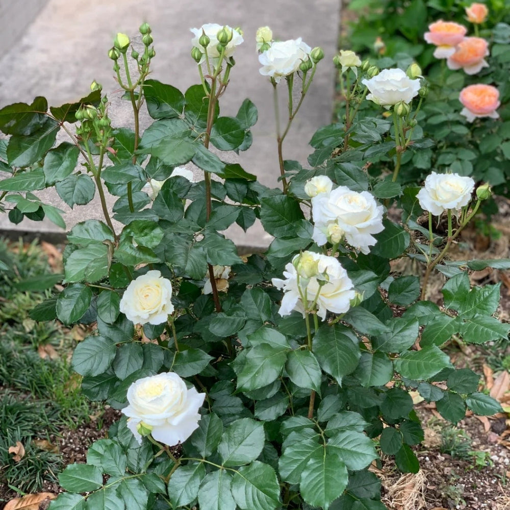 Patience Rose