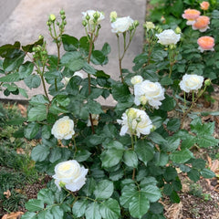 Patience Rose