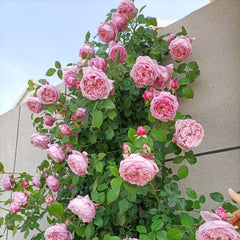 Spirit of Freedom Rose
