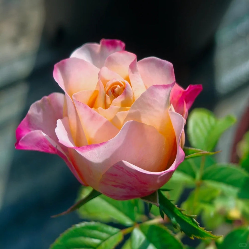 Jabulani Rose