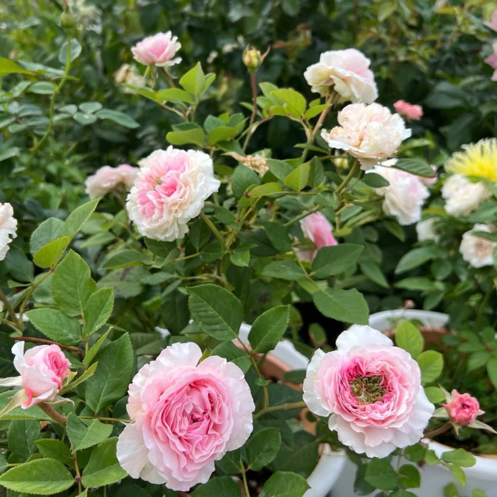 Rosalind Rose