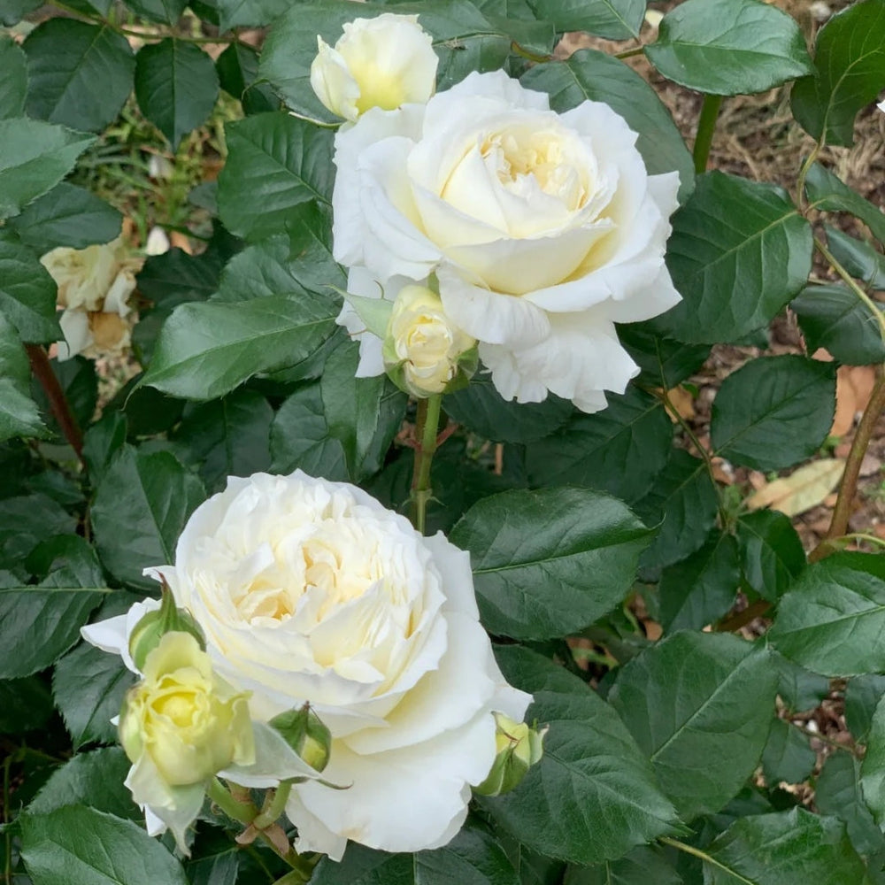Patience Rose