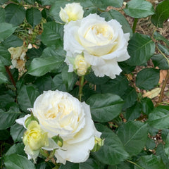 Patience Rose
