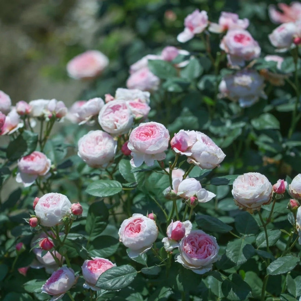 Geoff Hamilton Rose