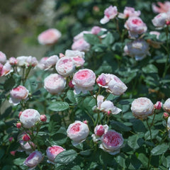 Geoff Hamilton Rose