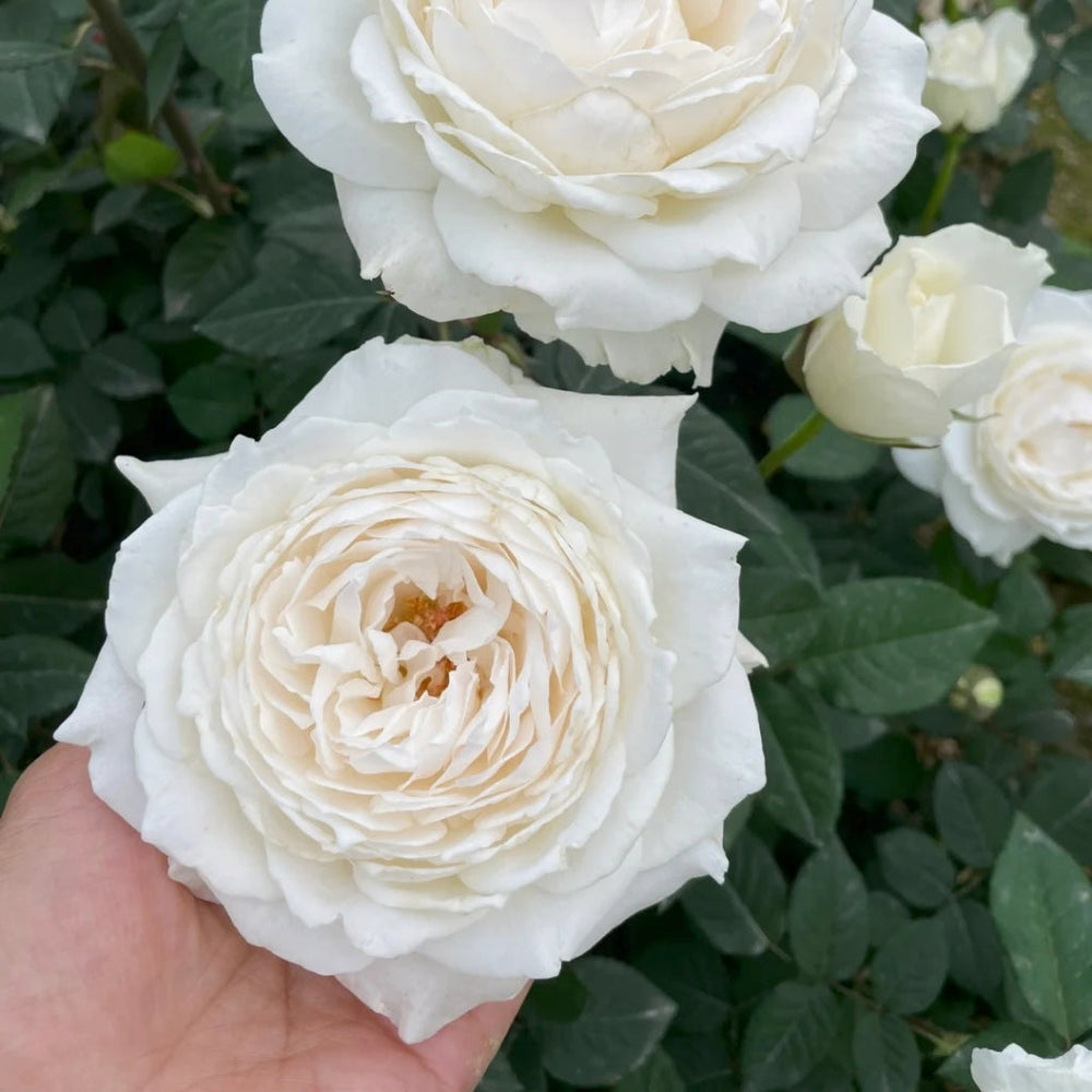 Princess Miyuki Rose