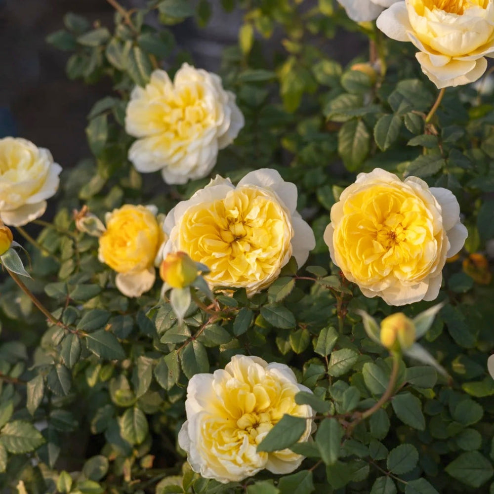 The Poet's Wife Rose