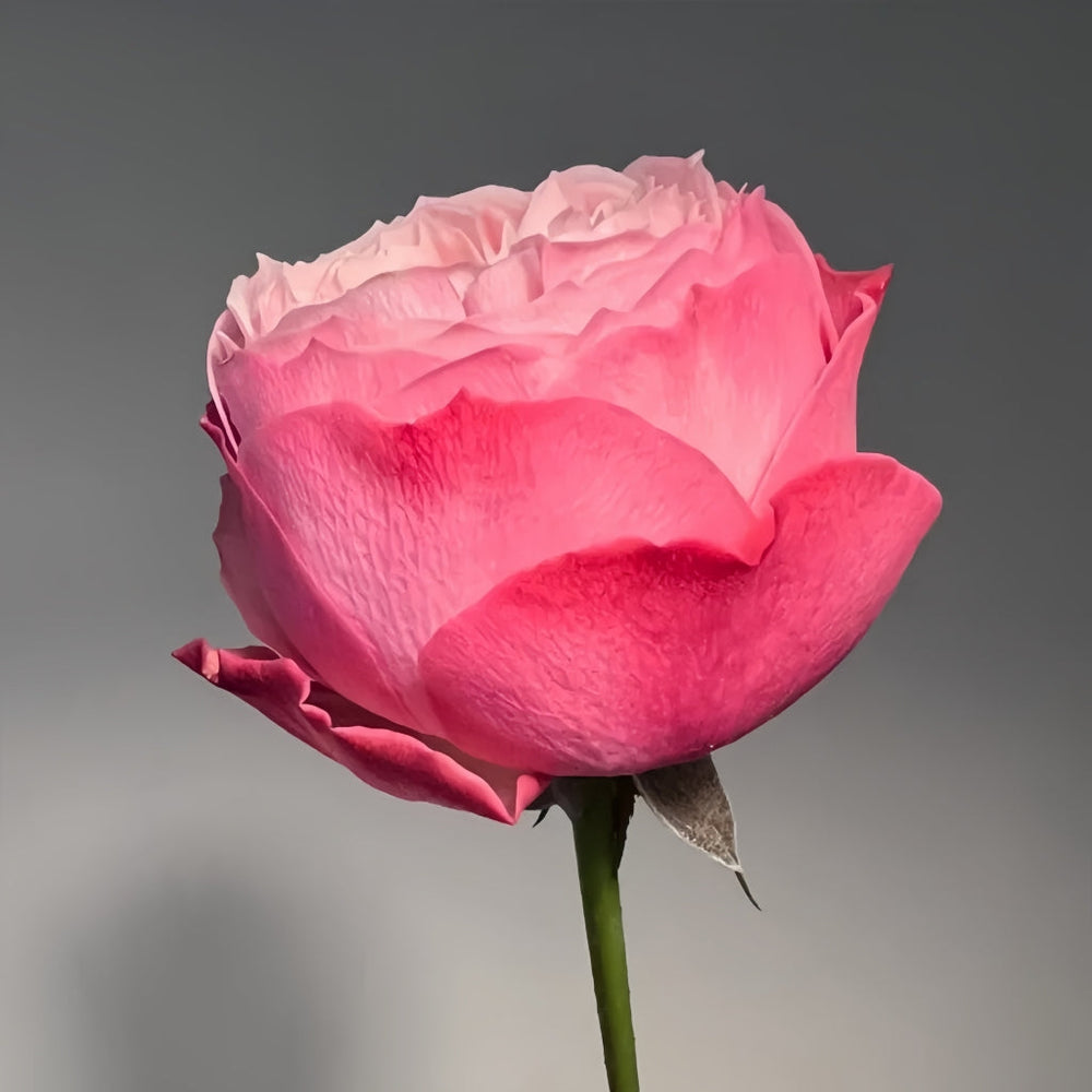 Northanger Abbey Rose