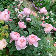 The Alnwick Rose