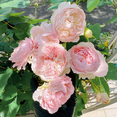 Rosalind Rose