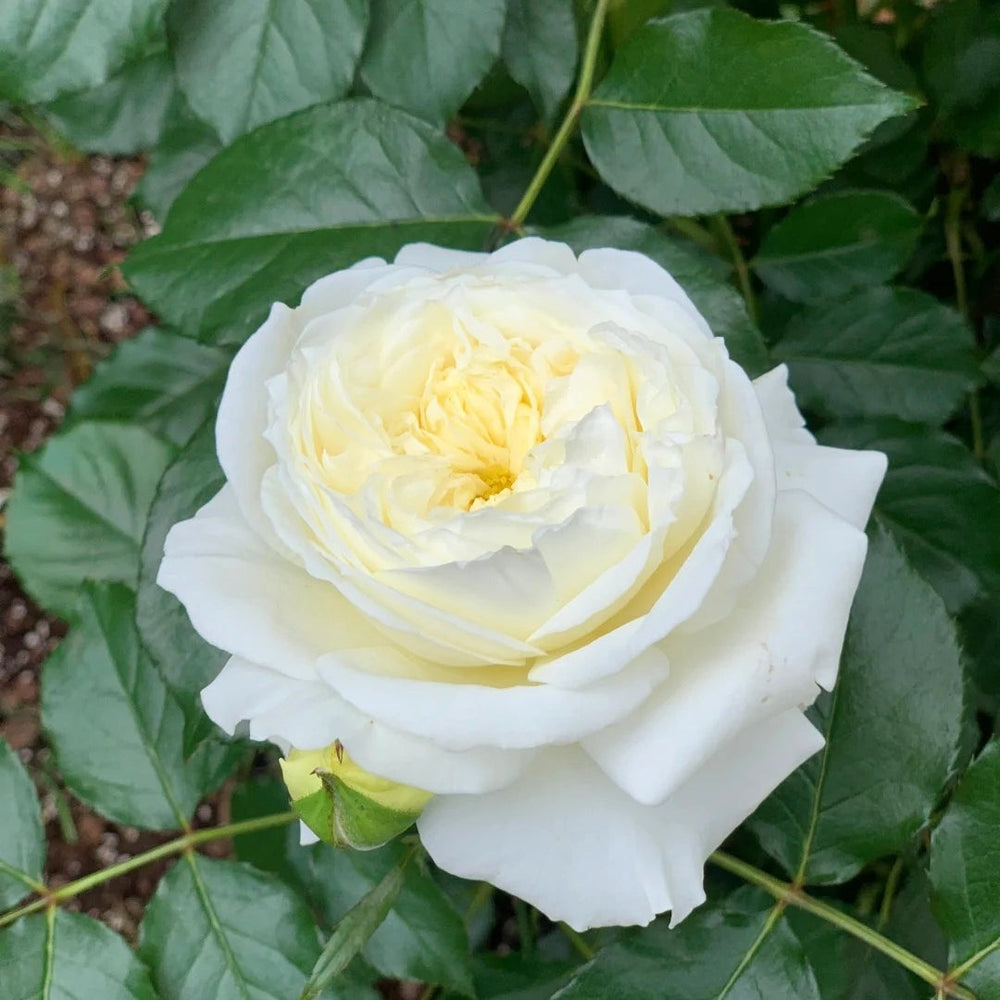 Patience Rose
