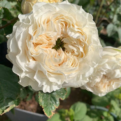 All four Pure Rose