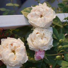 All four Pure Rose