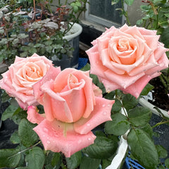 Almond Milk Candy Rose