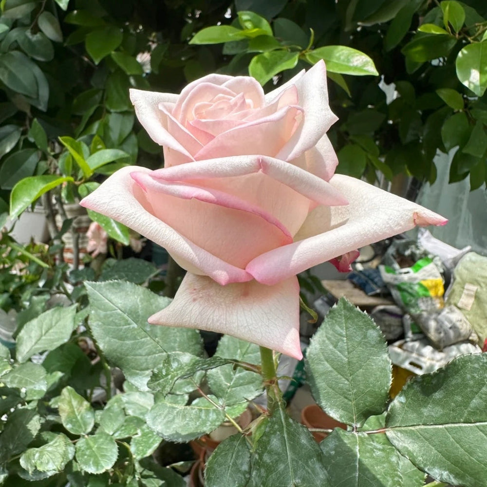 Amarena Rose