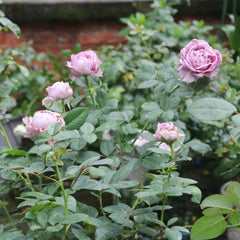 Amethyst Rose
