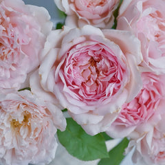 Tamaki Rose