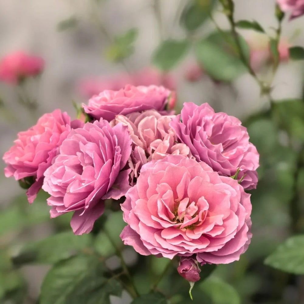 Aoi Rose