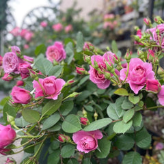 Aoi Rose