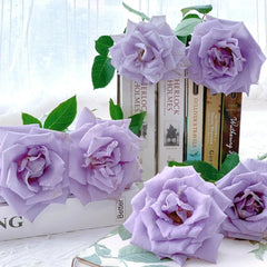 Applause Rose
