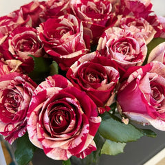 Aquarius Rose