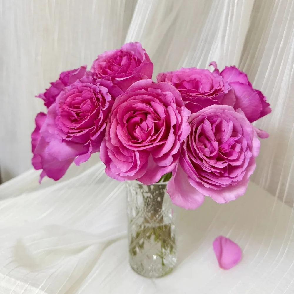 Aromatique Rose