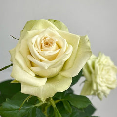 Athena Kordana Rose