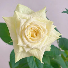 Athena Kordana Rose