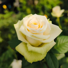 Athena Kordana Rose
