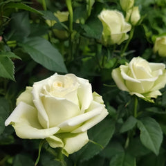 Athena Kordana Rose
