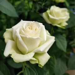 Athena Kordana Rose