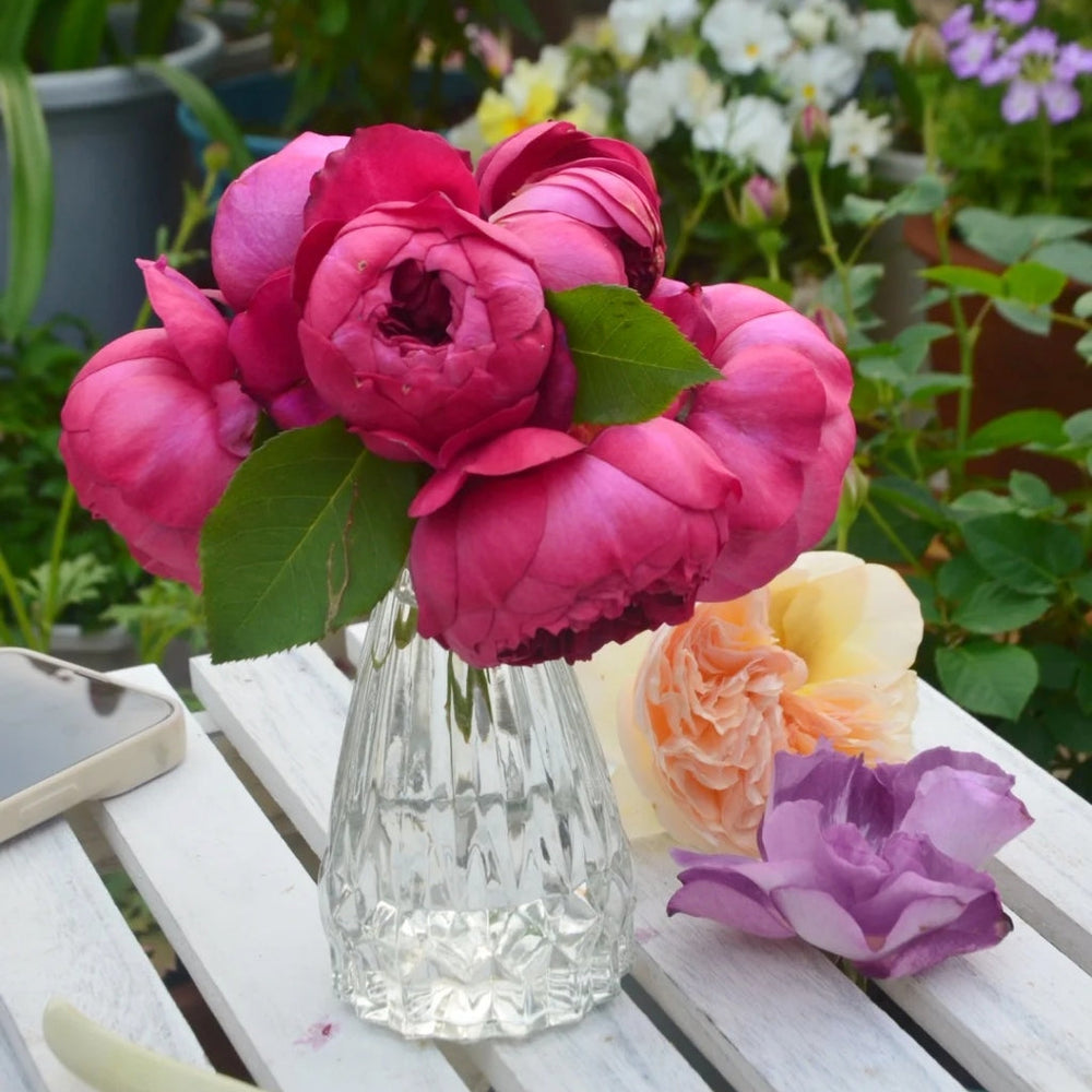 Autumn Rouge Rose