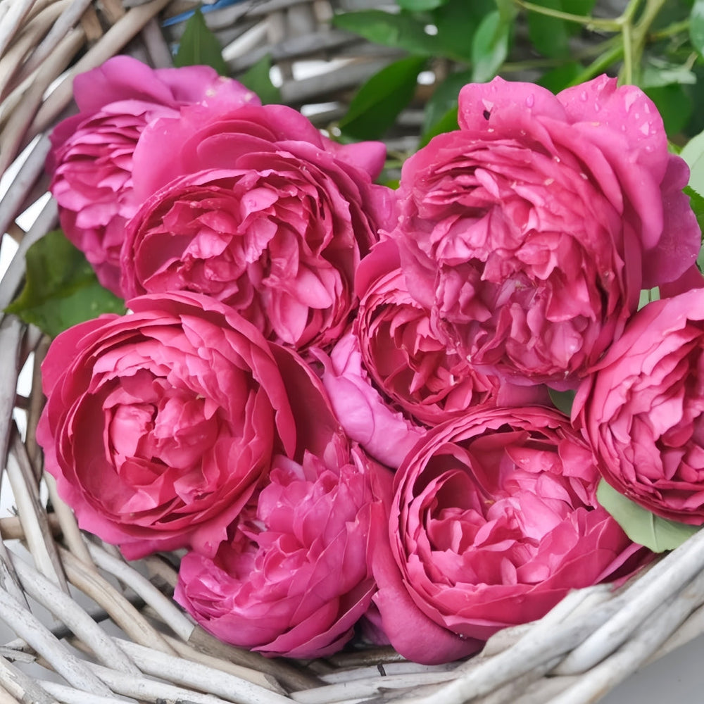 Autumn Rouge Rose